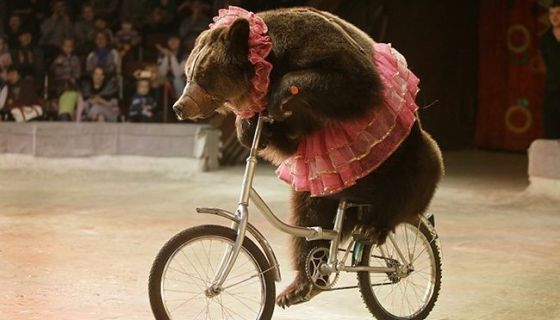 Цирк-шапито «София». Новогоднее шоу