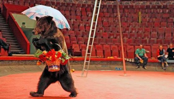 Цирк-шапито «София». Новогоднее шоу