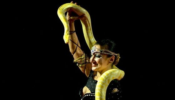 Цирк-шапито «Оптимус»