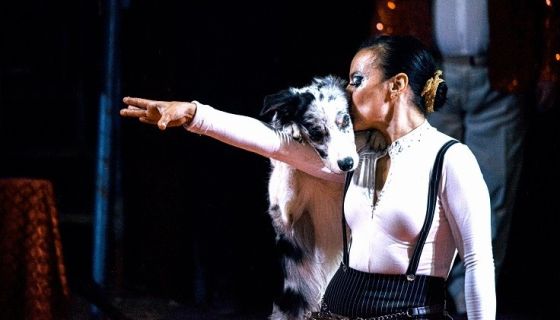 Цирк-шапито «Оптимус»